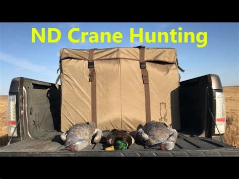 dive bomb crane decoys.